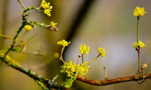 Jardins Valloires